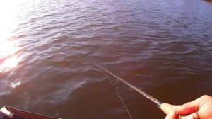 ТРИ щуки с ОДНОЙ точки! Ловля Щуки на PIG SHAD|Ловля щуки на Бигбейты