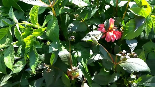 Георгины Дети Кардинала// Китайский гладиолус// смотреть онлайн