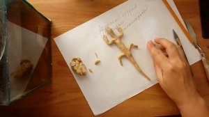 ЛЕПИМ ЯЩЕРИЦУ из скульптурного пластилина на каркасе из медной проволоки. 29 августа 2020 г.