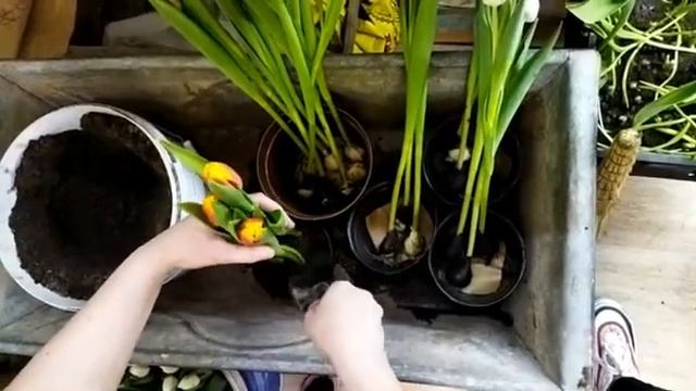 Тюльпаны в горшочках к 8 марта! смотреть онлайн
