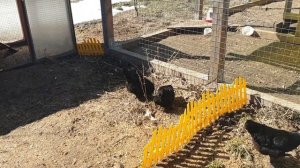 Весна - время продаж #куры #цыплята #курятник