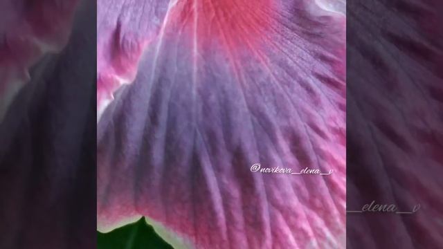 Сортовой гибискус Princess memories hibiscus. смотреть онлайн