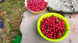 Сбор ЧЕРЕШНИ в Краснодарском крае. Июнь 2022г