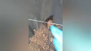 Август, время для посадки Клубники. Сорт,, Гигантелла,,