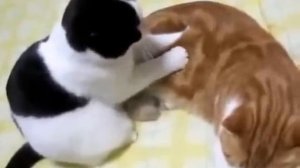 кот делает массаж кошке