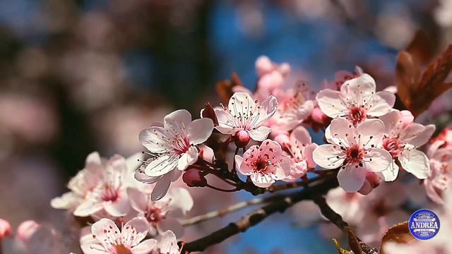 Миндаль цветёт смотреть онлайн
