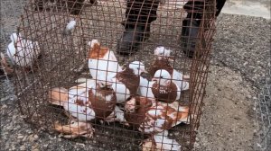 Сельские голуби. 01.10.2023 год..Ярмарка голубей в Прохладном.