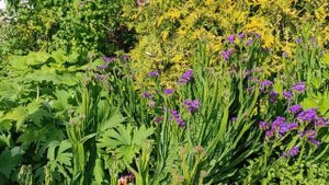 Азарина - вьющееся растение моего сада