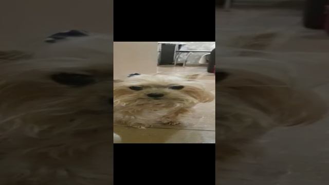 Энжи и Эля - Игры и ревность