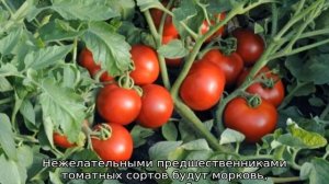 Томат Ляна