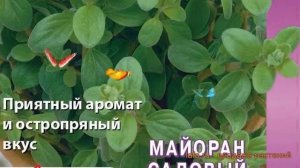 Майоран садовый Байкал (А) (baykal a) ? Байкал (А) обзор: как сажать, семена майорана Байкал (А)