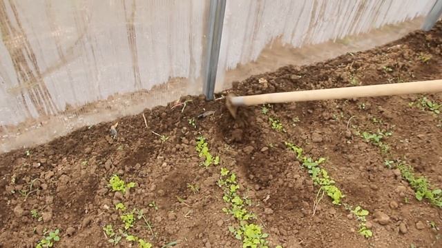 Результат посадки салата и укропа под зиму. смотреть онлайн