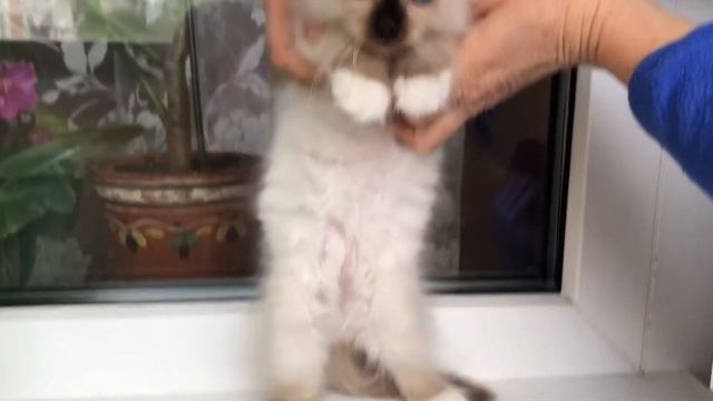 Котята священная Бирма смотреть онлайн