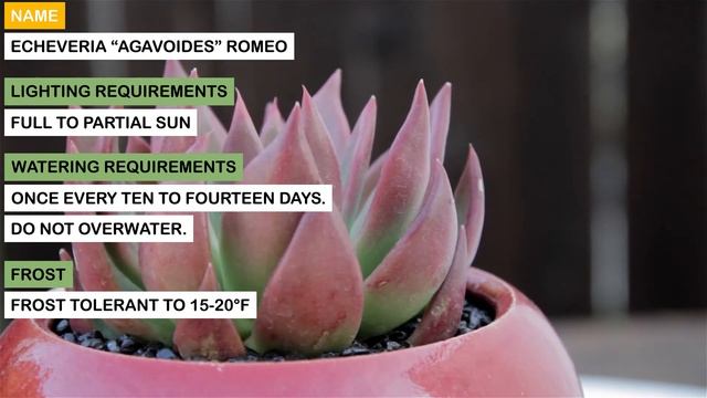 Echeveria “agavoides” Romeo смотреть онлайн