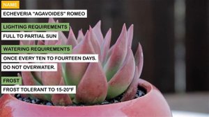Echeveria “agavoides” Romeo