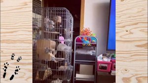 Лучшие приколы про ШИНШИЛЛ! Смешные ШИНШИЛЛЫ! Funny chinchillas❤#8