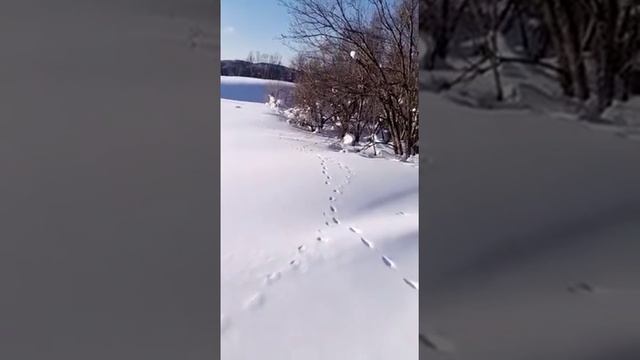 Видео от счастливого обладателя Мотобуксировщика МУЖИК смотреть онлайн