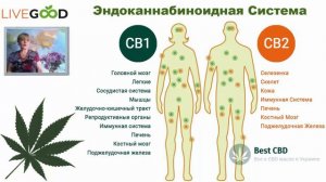 LiveGood Масло конопли для здоровья
