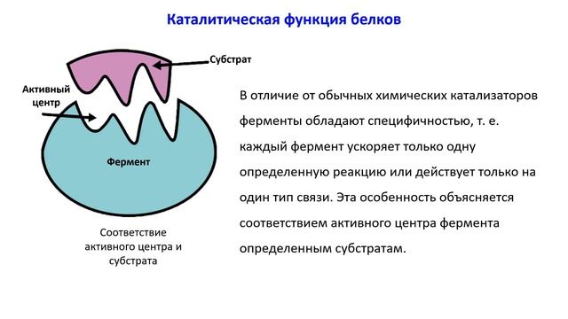 Тема 4. Свойства и функции белков смотреть онлайн