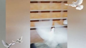 Турецкая такла. Турецкие бойные голуби. Нижний Новгород. 8-904-068-85-50