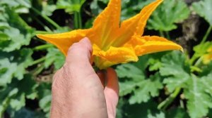 Почему кабачки цветут, а плодов нет? Опыляем кабачки сами. Уход за кабачками.