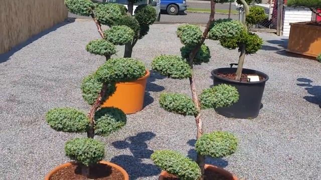 Jalovec čínský - Juniperus chinensis 'Blue Alps' смотреть онлайн