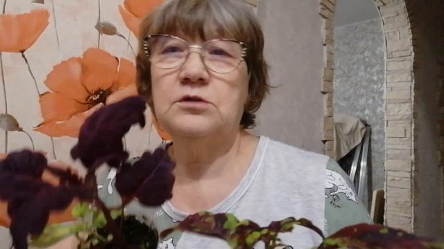 Колеусы из семян от вегетативных сортов Они красивые и такие разные ... не похожие друг на друга