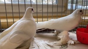 Голуби Tauben Pigeons Выставка Армавирский 2023 Cloppenburg Germania 