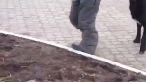 Половой акт с собакой4