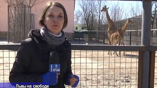 Крымские львы - вышли на свободу смотреть онлайн