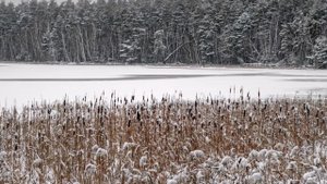 "ПЕЛА, ПЕЛА, ПТАШЕЧКА"... (Фото Андрея Абакумова (Рязань) - Поёт Сергей Лемешев)