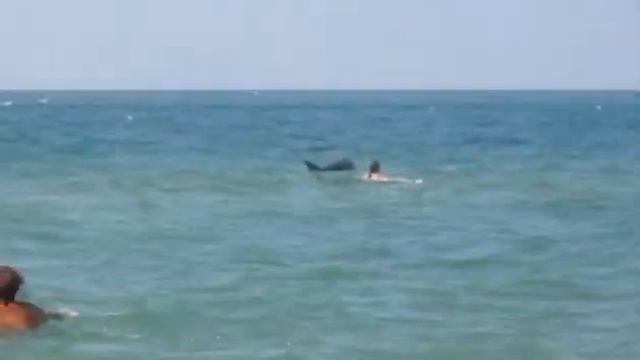 Человек и дельфин смотреть онлайн