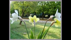 Нарциссы из холодного фарфора Ивашковой Г.