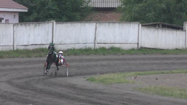 Красноярск 5.07.2020г. Приз Барса лошади орловской  рысистой породы  4-х лет  1600м