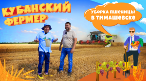 УБОРКА ПШЕНИЦЫ В ТИМОШЕВСКЕ. КУБАНСКИЙ ФЕРМЕР