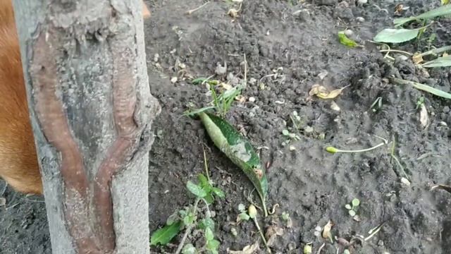 Чем отличаются кошки от собак? смотреть онлайн