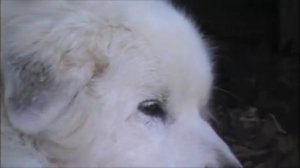 JVC Everio GZ-MG330 test