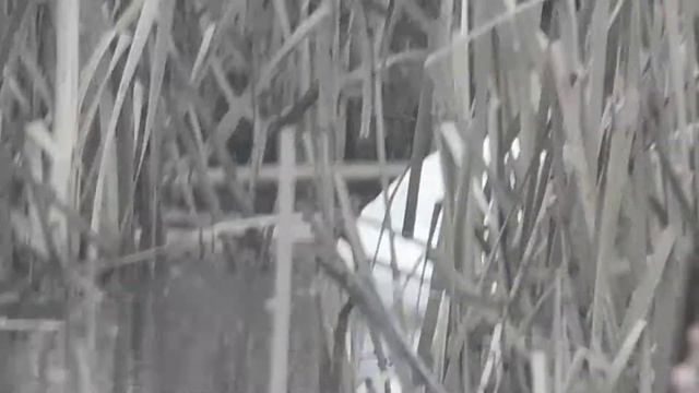 В том,что наш любимец,остался один зимовать в этих ужасных условиях,виноваты люди--враги природы смотреть онлайн