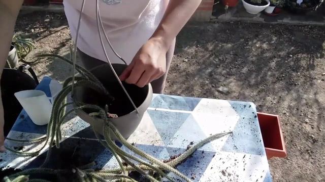 Seguimos trasplantando смотреть онлайн