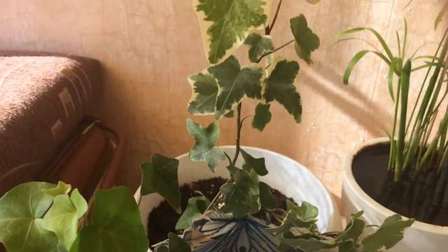 Традесканция смотреть онлайн