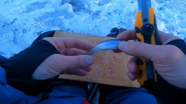 Корюшка на финском заливе в Сестрорецке.Корюшка на балансир#fishing #корюшка#финскийзалив