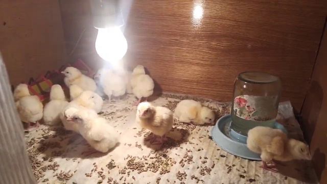 вывела цыплят бройлера арбор-айкрес. что из них вырастет? смотреть онлайн
