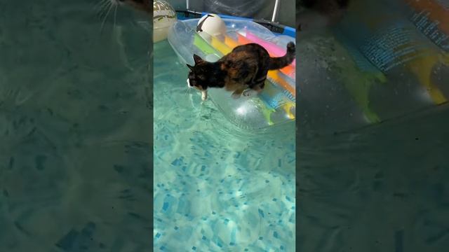 Кот пловец 🏊 #котики #животные #приколыскотами