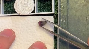 Как легко приклеить коралл | ЗОАНТУСЫ