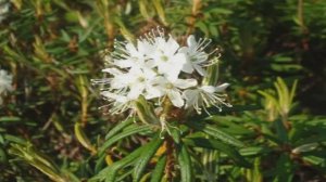 О Сахалинской природе.avi