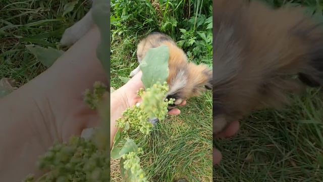 Объявляю белую полосу!!! смотреть онлайн