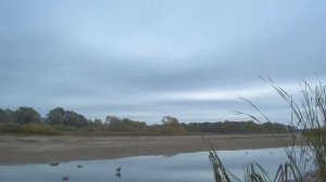 ОСЕННЯЯ ОХОТА НА УТКУ 2021//С ПОДСАДНОЙ И ЧУЧЕЛАМИ