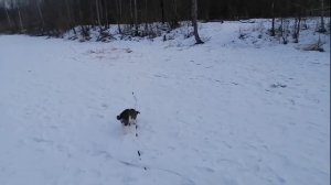 Первая прогулка щенка зимой. В каком возрасте можно гулять с щенком зимой.