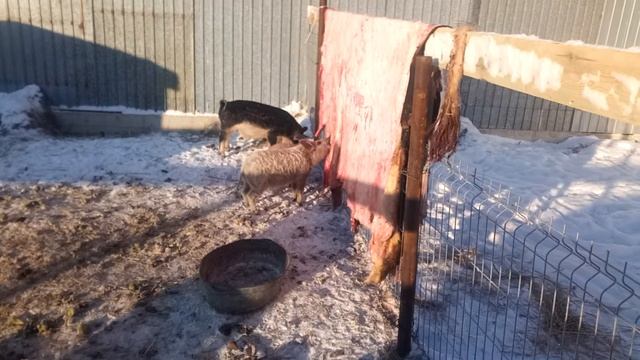 выделываем шкуры свинным пятаком))) смотреть онлайн