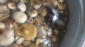 ГОТОВИМ МАСЛЯТА по бабушкиному рецепту!